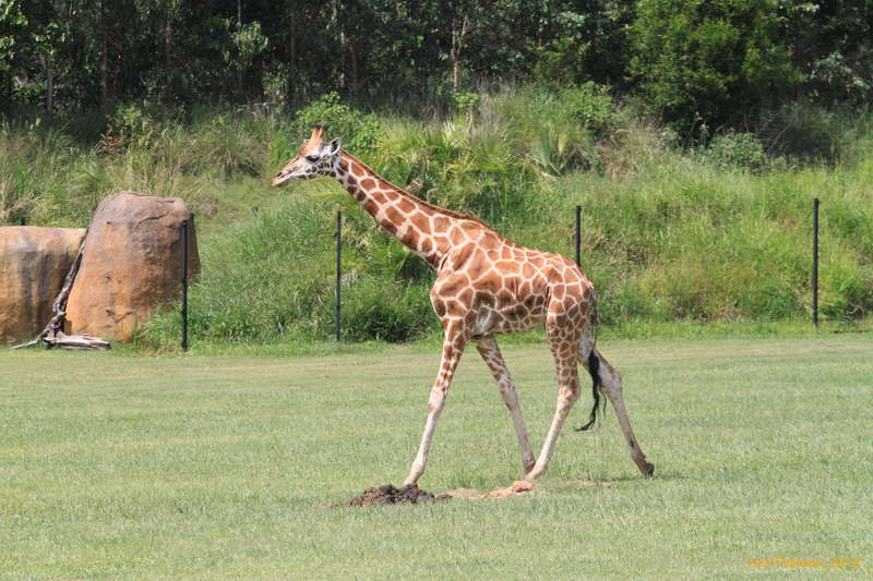 Local australian wildlife