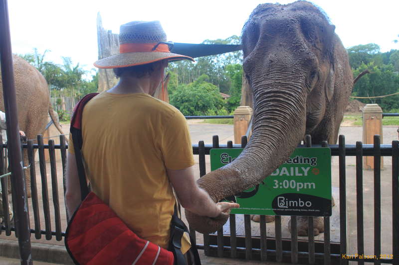 Feeding the elephants