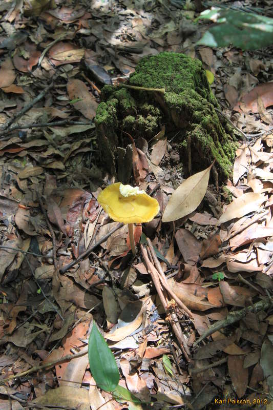 Cool yellow fungi