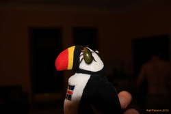 Christmas beetles for eyes