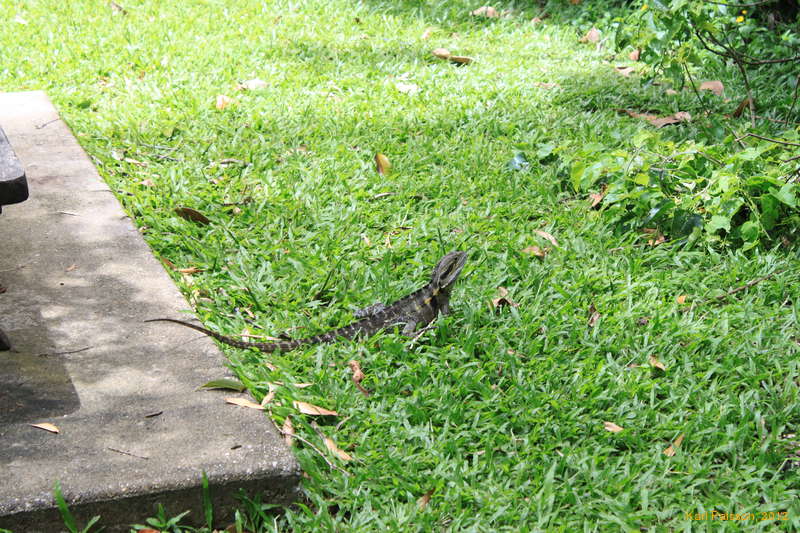 dragon of some sort, Kuranda