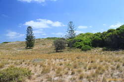 Interesting vegetation on rottnest