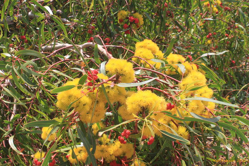 Yellow flowering redcap is a beautiful tree