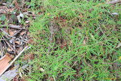 Interesting berries for mum