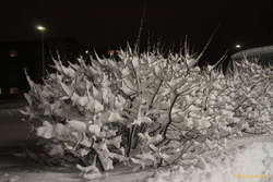 Snowladen bushes