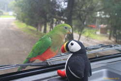 Lulli meets a friend, Kennett River