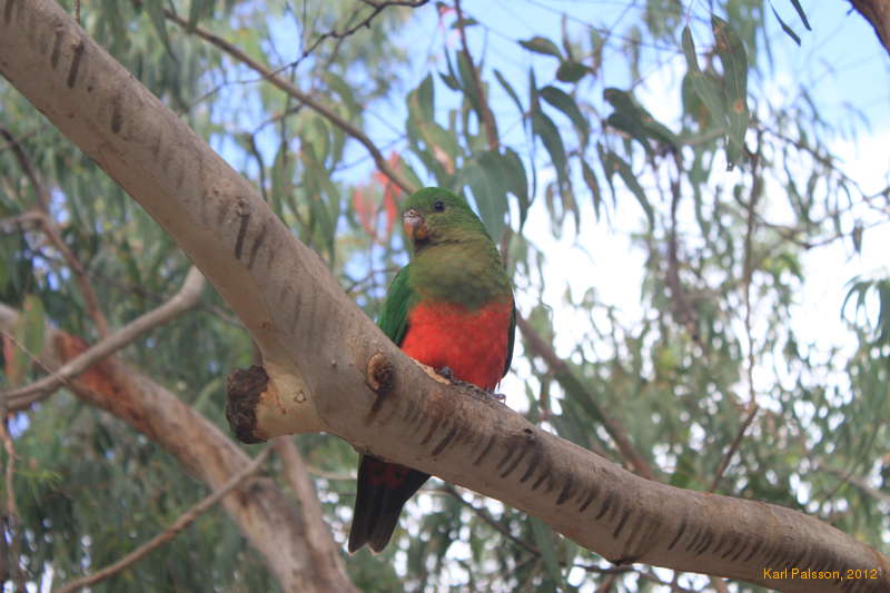 King parrots are pretty