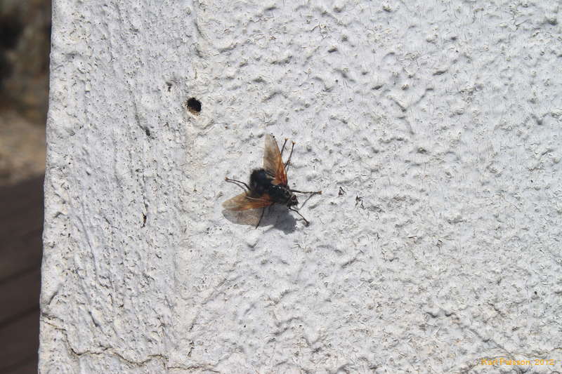 Big horse fly