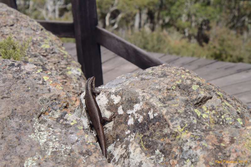 Skink at Kaputar