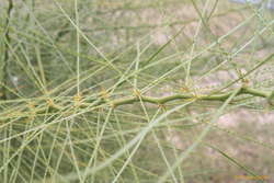 Nasty green plant, Pillaga road