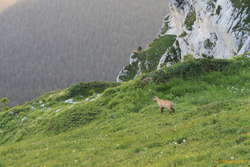 Chamoix at the Col du Bellefont