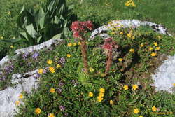 Happy flowers everywhere