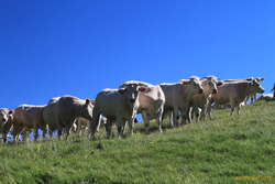 Cows in the alps, what a surprise :)