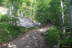 Down down down back into the forest