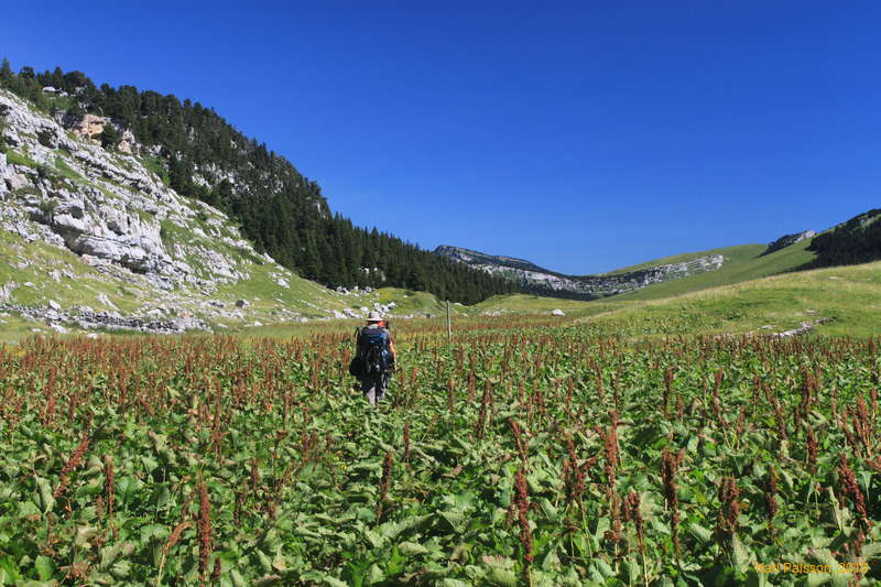 Jared waltzing through the Rumex Alpinus (Monk's Rhubarb)