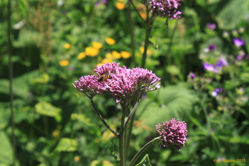 The birds and the bees and the flowers