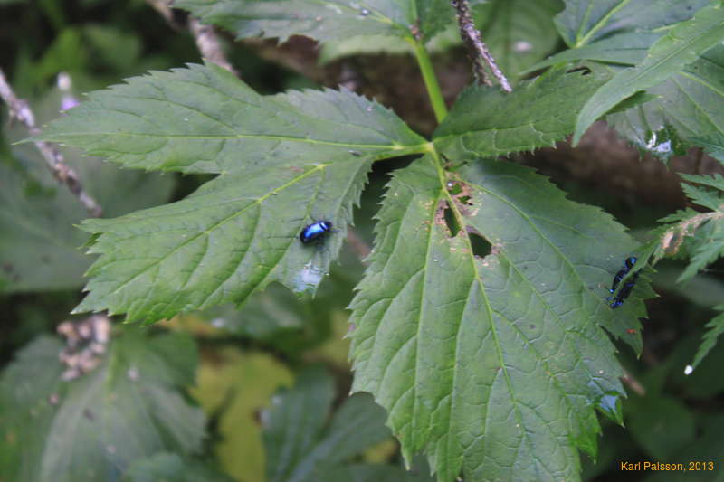 Blue beetles!