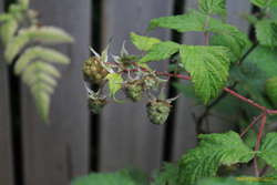 Raspberries!