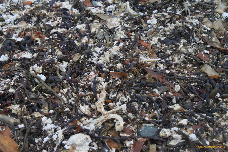 December dieoff remains