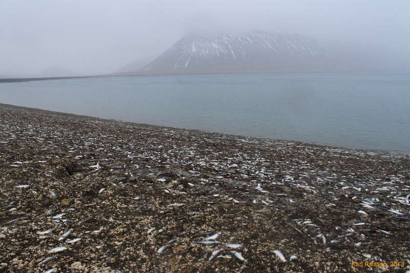 A few recent, on the remains of the December dieoff