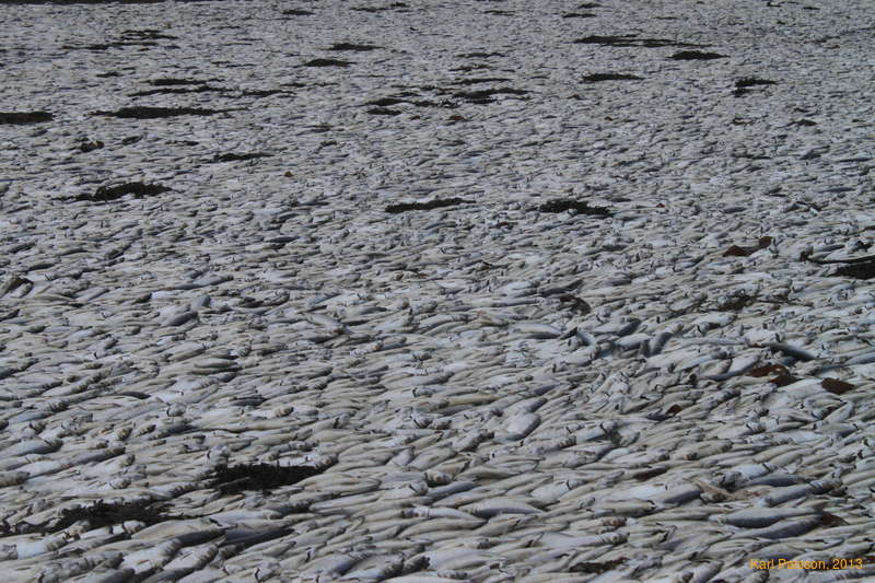 The tide lines them up