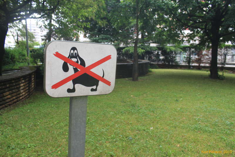 French dogs look funny