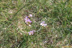 Flowers for mum. (Viola Tricolor?)
