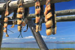 Drying fish on Flatey (Lumpfish?)