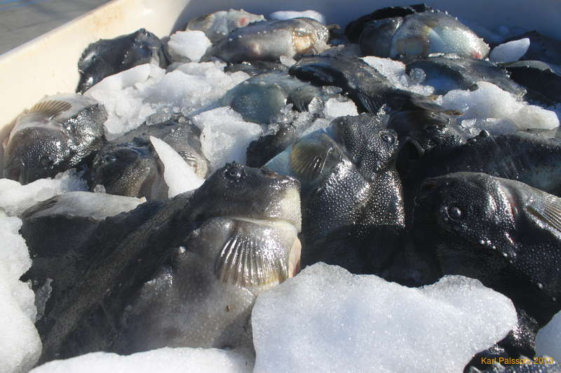 Boxes of lumpfish waiting to be loaded on the ferry