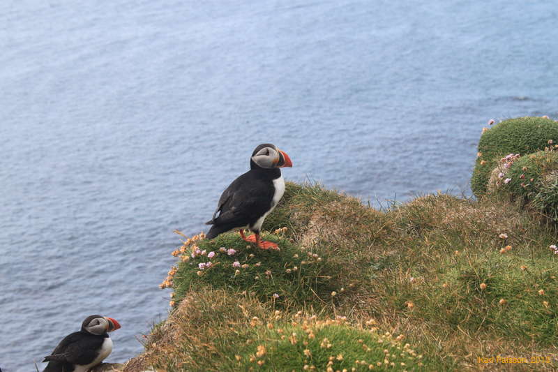 The reason for Látrabjarg