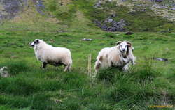 Shearing is for loser sheep that can't outrun farmers