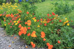 Poppies at Skrúður