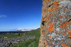 Nice lichen on Vigur