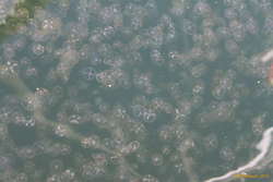 Jellyfish, all the way down