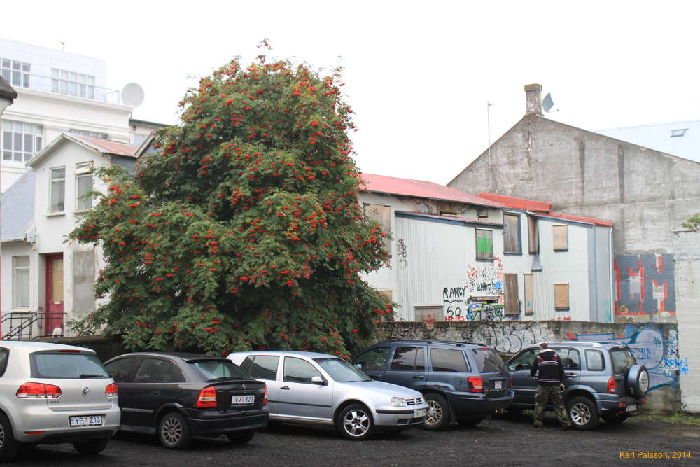 Rowan trees bring in the autumn