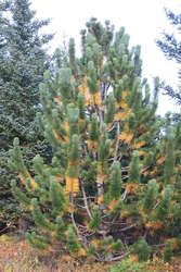 Older growth dying off?