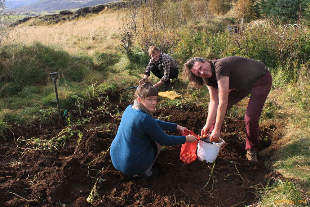 Picking potatos