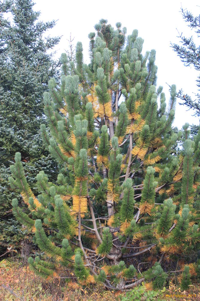 Older growth dying off?