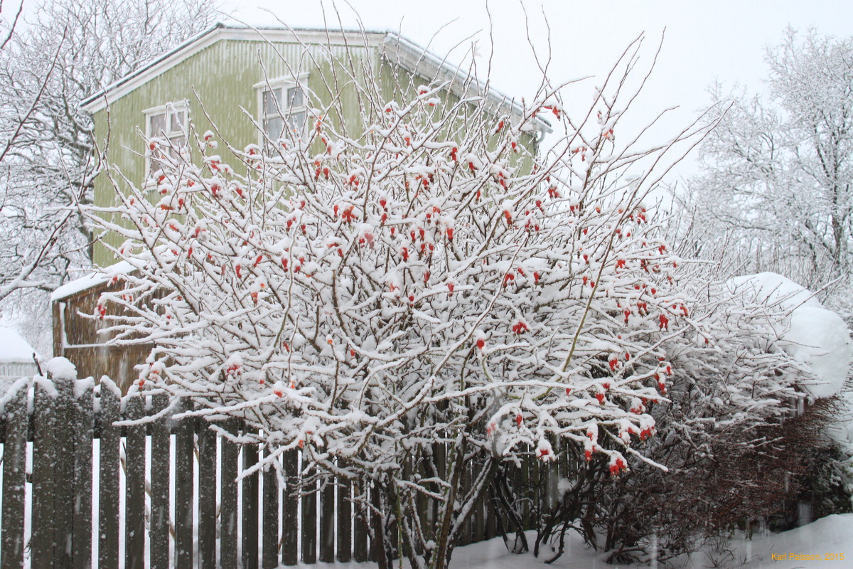 Snow on our rose bush