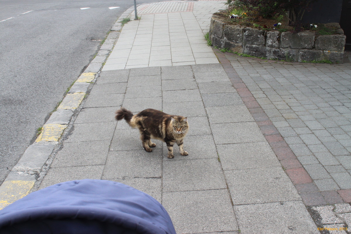 A lion blocks our path!