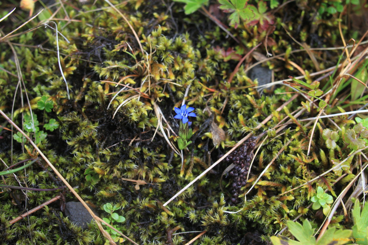 Alpine Gentians are pretty