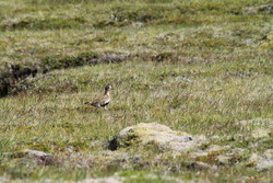 Heiðlóa (Golden Plover) above Sneplafoss