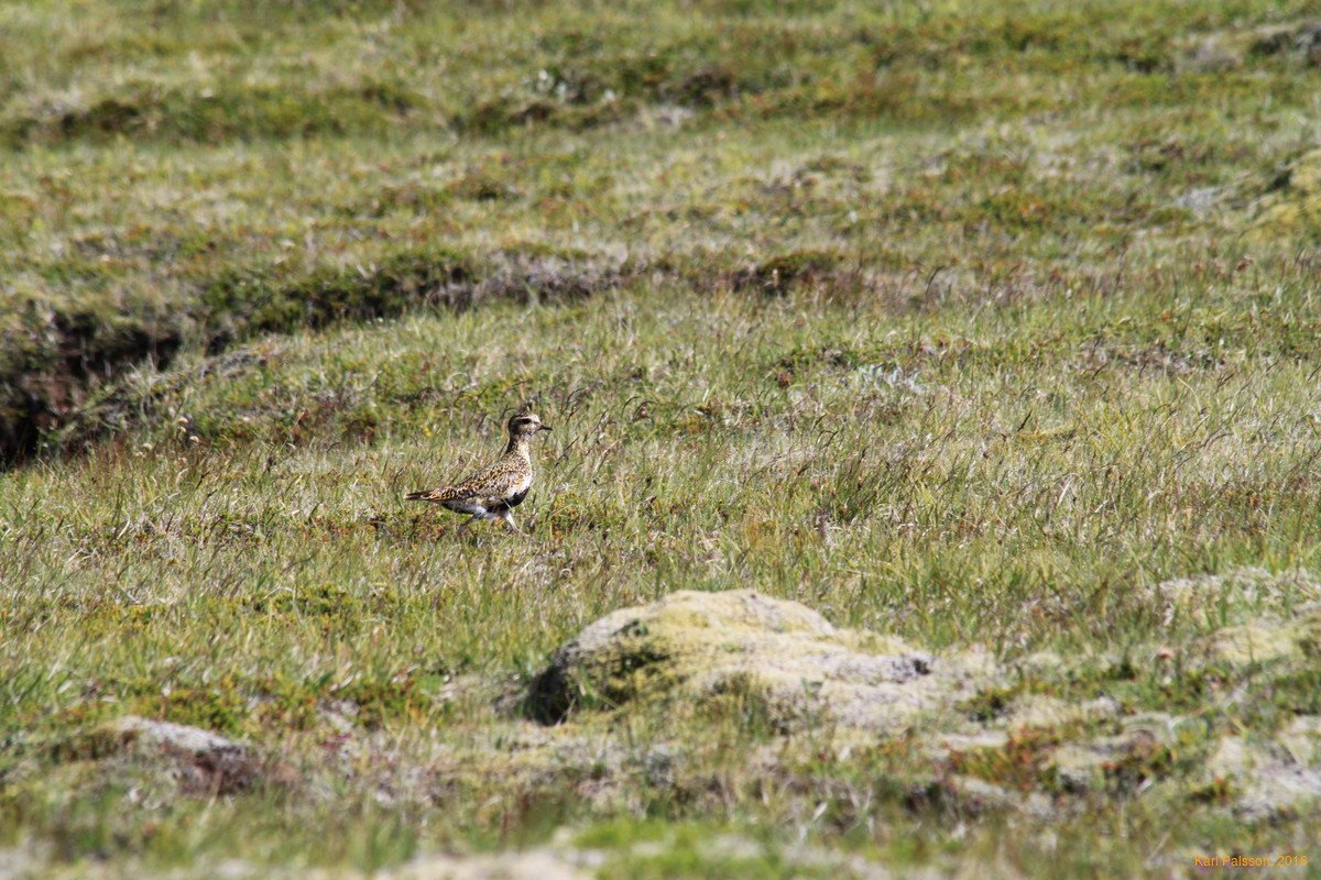 Heiðlóa (Golden Plover) above Sneplafoss