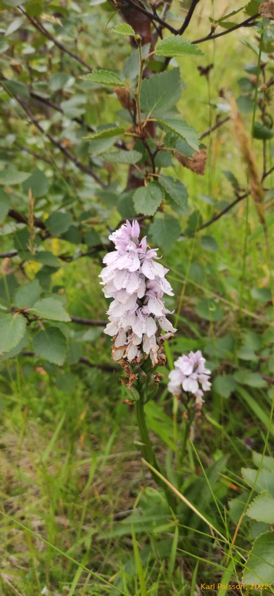 Dactylorhiza maculata, Brönugras, in Þósmörk