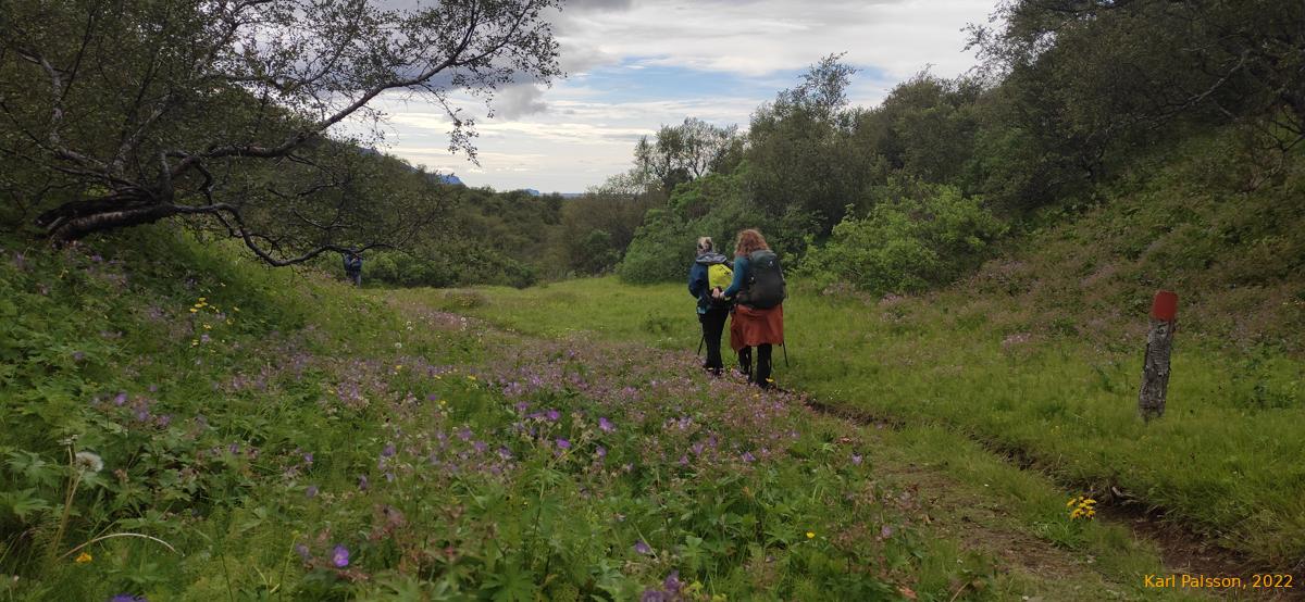 Kata and Ásta walking through the Blágresi (Geranium sylvaticum)